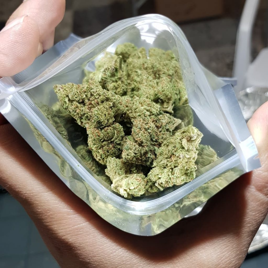 DIRECTOR DENUNCIA QUE ALUMNOS LE PLANTARON MARIHUANA
    
    <div class=
