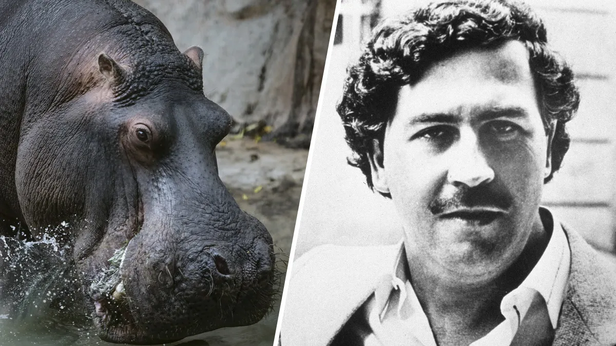 COLOMBIA ENFRENTA UN DILEMA AMBIENTAL POR HIPOPÓTAMOS DE PABLO ESCOBAR QUE NO PUEDEN SER REUBICADOS Y EVALÚAN SU SACRIFICIO
    
    <div class=