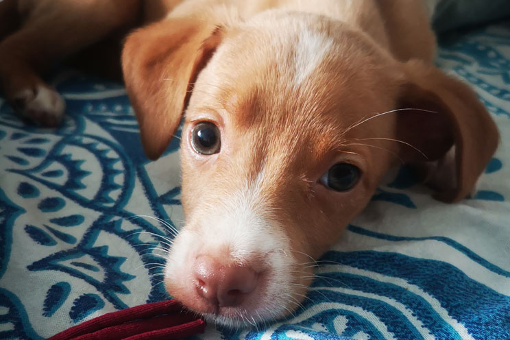 POLICÍAS RESCATAN A 4 CACHORROS ABANDONADOS EN LUQUE Y BUSCAN FAMILIAS